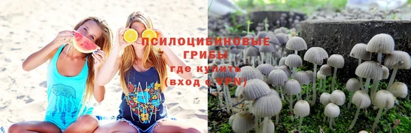 шишки Арсеньев